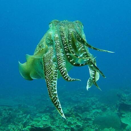 Imagen general del Hotel Go Deeper Tioman. Foto 14