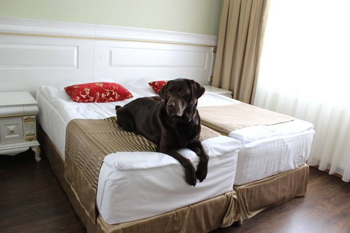 Imagen de la habitación del Hotel Golden Dome Iisalmi. Foto 14