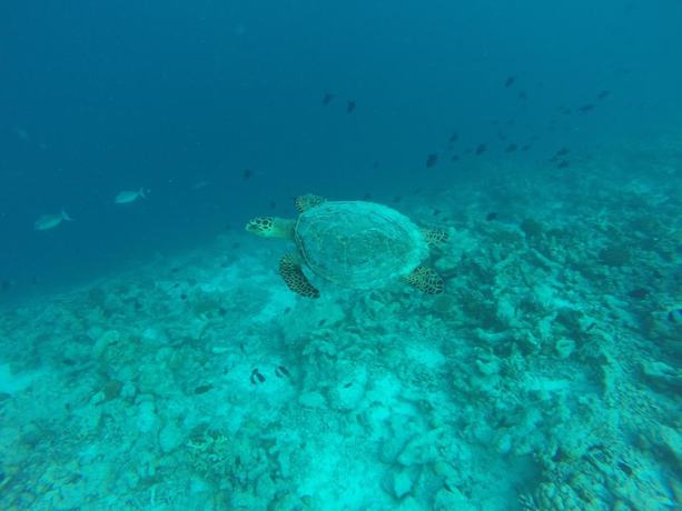 Imagen de los interiores del Hotel Golhaa View Inn By TES. Foto 18