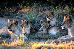 Imagen general del Hotel Gondwana Game Reserve. Foto 4