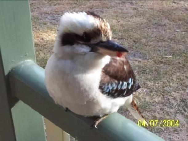 Imagen general del Hotel Goomburra Forest Retreat. Foto 3