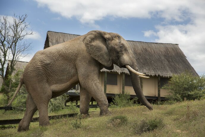 Imagen de la habitación del Hotel Gorah Elephant Camp. Foto 19