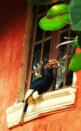 Imagen general del Hotel Governors Club, Entebbe City. Foto 7