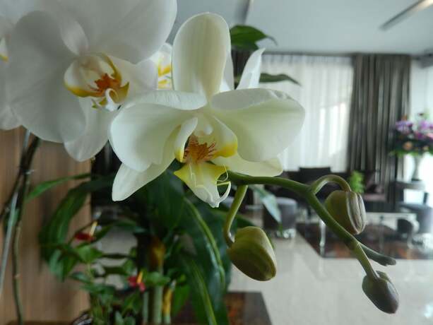 Imagen general del Hotel Grand Amira. Foto 9