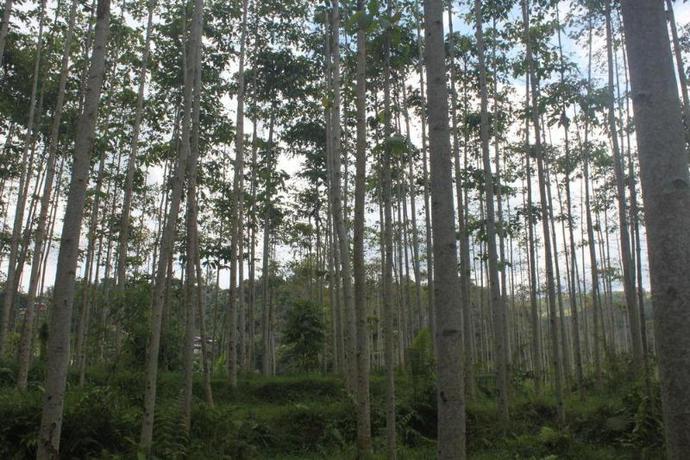 Imagen general del Hotel Grand Cempaka Resort Powered By Archipelago. Foto 8