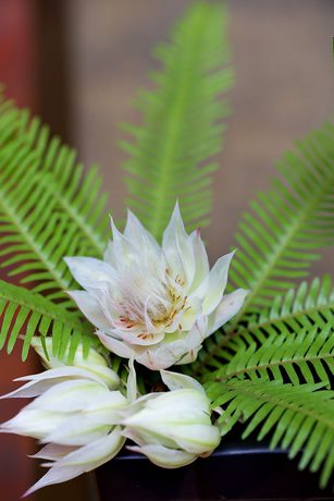 Imagen de los interiores del Hotel Grand Hôtel de Cala Rossa. Foto 12