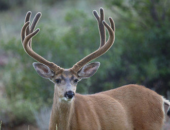 Imagen de los exteriores del Hotel Greentree Inn and Suites In Pinetop. Foto 9