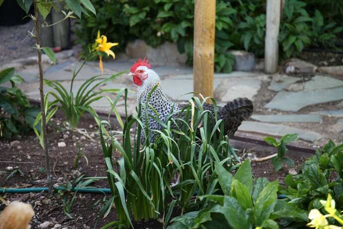 Imagen general del Hotel Griffiths Cottage. Foto 4