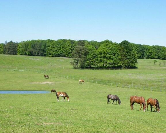 Imagen general del Hotel Gut Sarnow. Foto 7