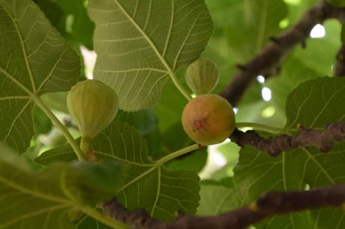 Imagen de la habitación del Hotel Habitat Suites, Austin. Foto 12