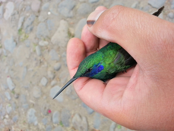 Imagen de los exteriores del Hotel Hacienda Jimenita Wildlife Reserve. Foto 9