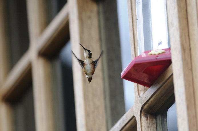 Imagen de los exteriores del Hotel Hacienda Jimenita Wildlife Reserve. Foto 12