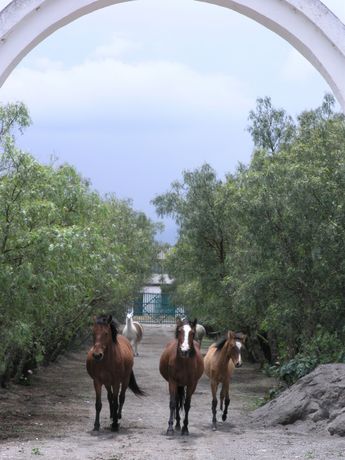 Imagen de los exteriores del Hotel Hacienda La Ci&eacute;nega. Foto 12