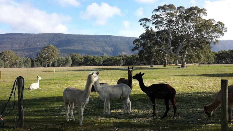 Imagen de la habitación del Hotel Halls Haven Resort. Foto 15