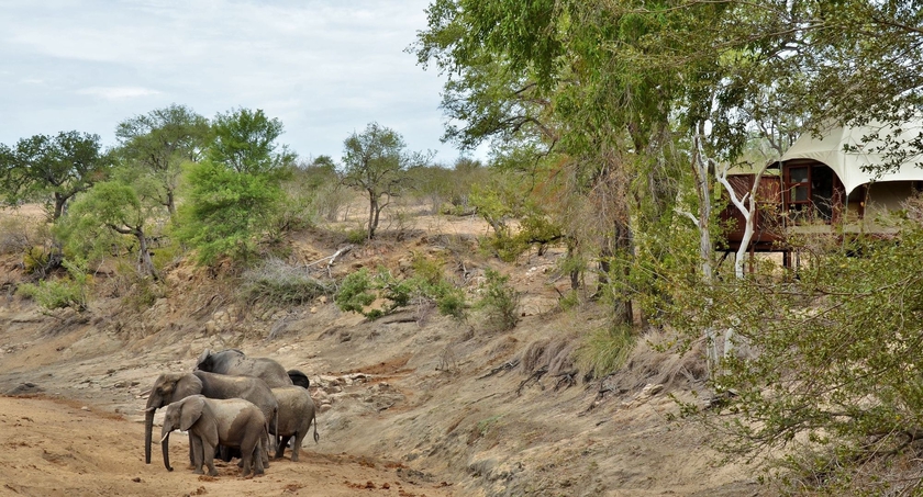 Imagen de los exteriores del Hotel Hamiltons Tented Camp. Foto 10