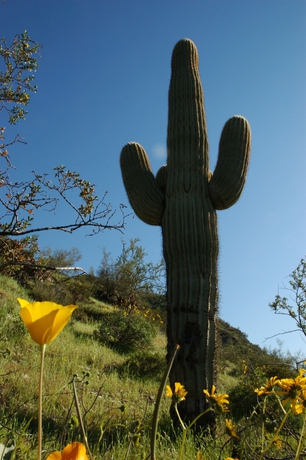 Imagen de los exteriores del Hotel Hampton Inn Phoenix/Biltmore Area. Foto 6