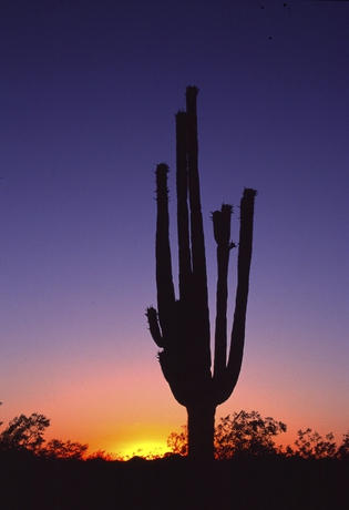 Imagen de los exteriores del Hotel Hampton Inn Phoenix/Biltmore Area. Foto 15