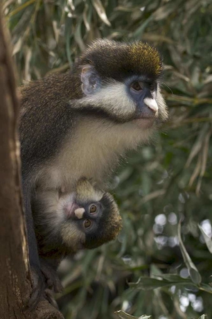 Imagen de los exteriores del Hotel Hampton Inn and Suites Nashville-airport. Foto 5