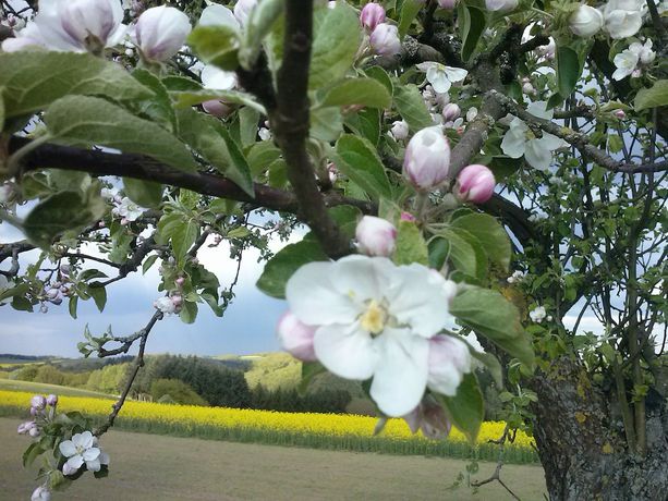 Imagen general del Hotel Haus Christa. Foto 2