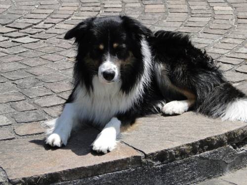 Imagen general del Hotel Haus Strasser. Foto 11