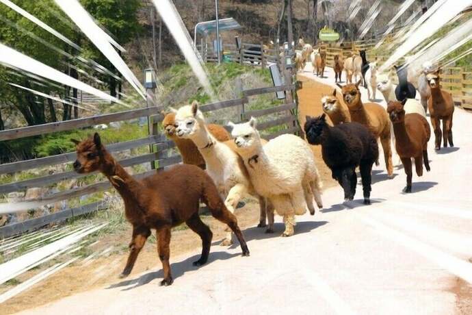 Imagen general del Hotel Heidi Korea. Foto 3