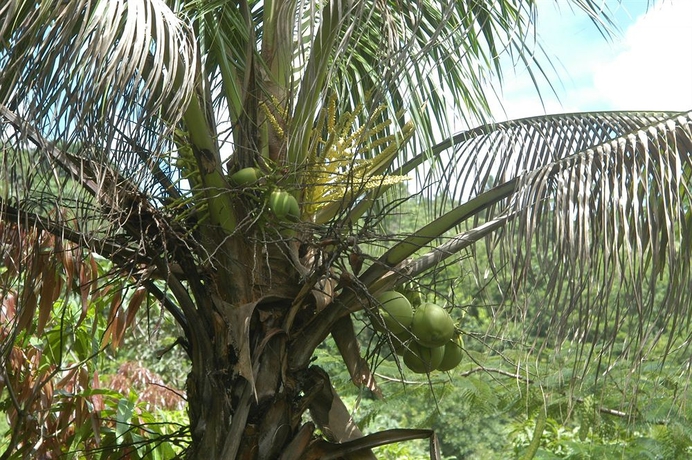 Imagen de los exteriores del Hotel Heliconia House. Foto 10