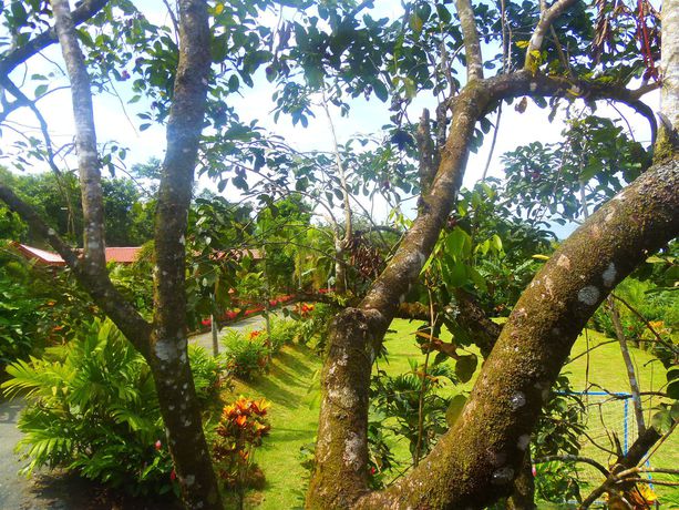 Imagen de los exteriores del Hotel Heliconias Nature Inn and Hot Springs. Foto 12