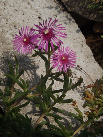 Imagen de los exteriores del Hotel Helios Pension. Foto 13