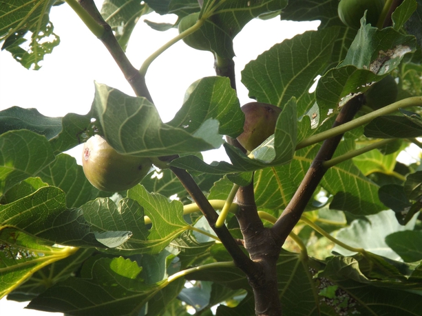 Imagen de los exteriores del Hotel Helios Pension. Foto 14