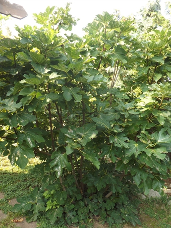 Imagen de los exteriores del Hotel Helios Pension. Foto 15