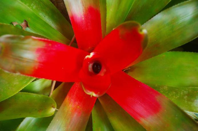 Imagen general del Hotel Heritage Lodge In the Daintree. Foto 3