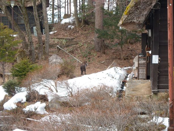 Imagen de los exteriores del Hotel Hida Gasshoen. Foto 9