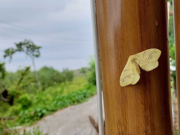 Imagen de los exteriores del Hotel Hill Mynah Bamboo Resort. Foto 10