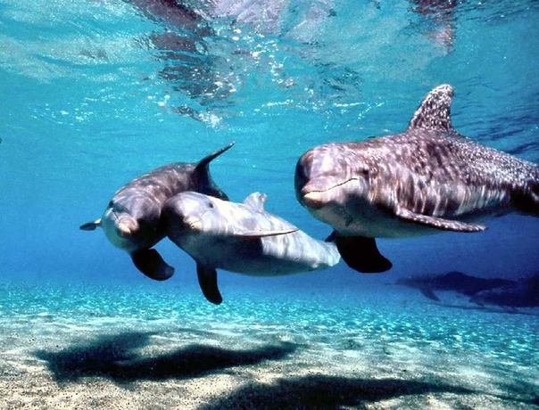 Imagen general del Hotel Hilton Grand Vacations Club Ocean Tower Waikoloa Village, Waikoloa Village. Foto 1