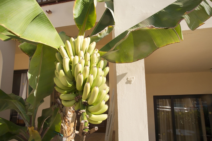 Imagen general del Hotel Hilton Vacation Club Royal Sunset Beach Club Tenerife. Foto 3