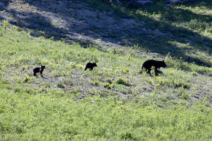 Imagen de los exteriores del Hotel Hilton Whistler Resort and Spa. Foto 8
