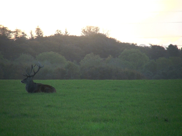 Imagen de los exteriores del Hotel Hindsgavl Slot. Foto 13