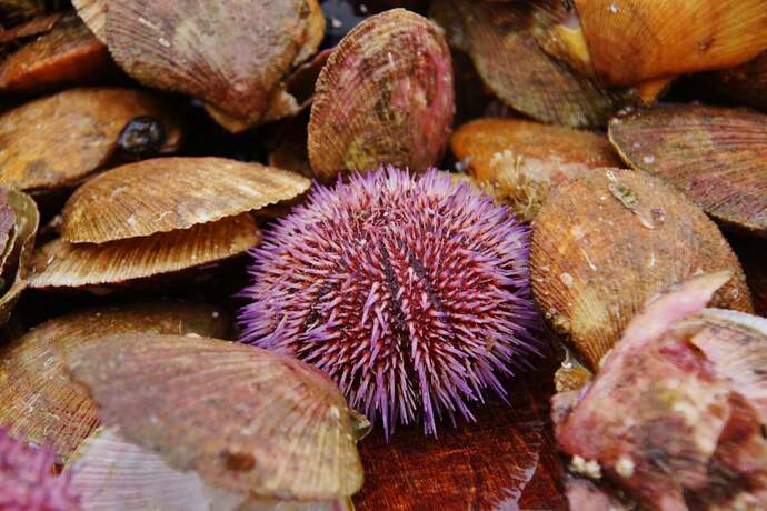 Imagen general del Hotel Hótel Fransiskus Stykkishólmi. Foto 5