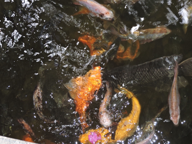 Imagen de los exteriores del Hotel Hoang Ngoc Resort. Foto 12