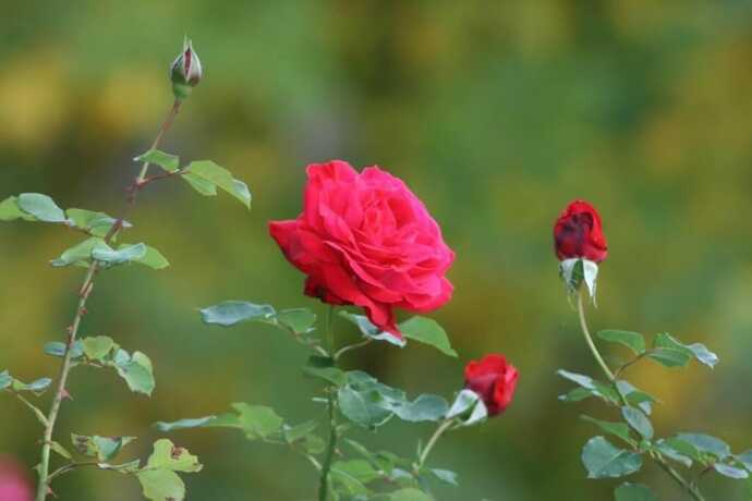 Imagen general del Hotel H&ocirc;tel Le Mas Fleuri. Foto 4