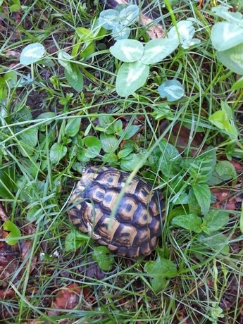 Imagen general del Hotel H&ocirc;tel Le Mas Fleuri. Foto 5