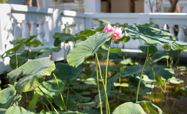 Imagen general del Hotel Hoi An Garden Palace And Spa. Foto 2