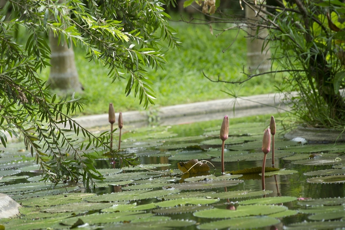 Imagen de los exteriores del Hotel Hoi An Trails Resort. Foto 4