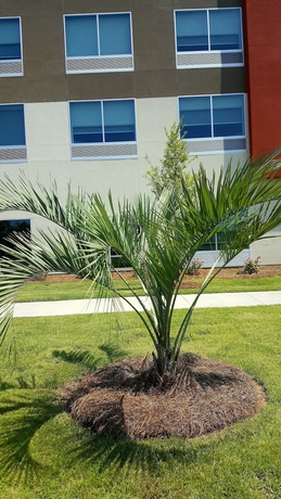 Imagen de los exteriores del Hotel Holiday Inn Express North Augusta. Foto 16