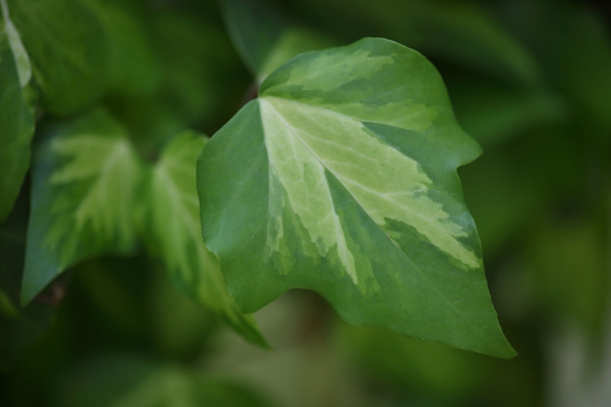 Imagen de los exteriores del Hotel Holiday Inn Vienna City, An Ihg. Foto 7