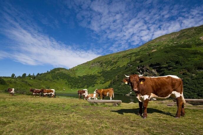 Imagen general del Hotel Holzboxen Planneralm. Foto 2