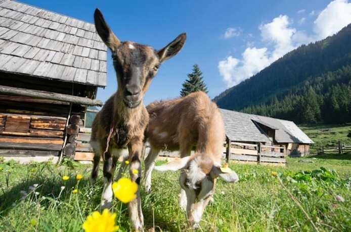 Imagen general del Hotel Holzboxen Planneralm, Irdning-Donnersbachtal. Foto 7