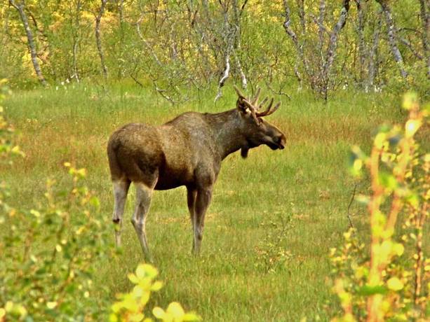 Imagen general del Hotel Hornsjø Høyfjellshotell. Foto 6