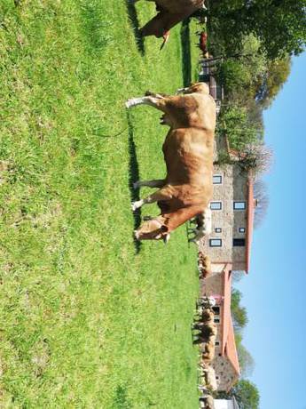 Imagen de la habitación del Hotel Hosteria Calixtino. Foto 6