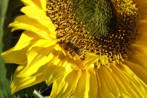 Imagen general del Hotel Hotel Eschenhof. Foto 28